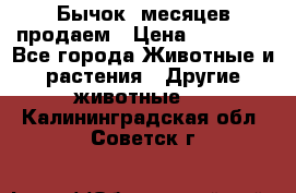 Бычок 6месяцев продаем › Цена ­ 20 000 - Все города Животные и растения » Другие животные   . Калининградская обл.,Советск г.